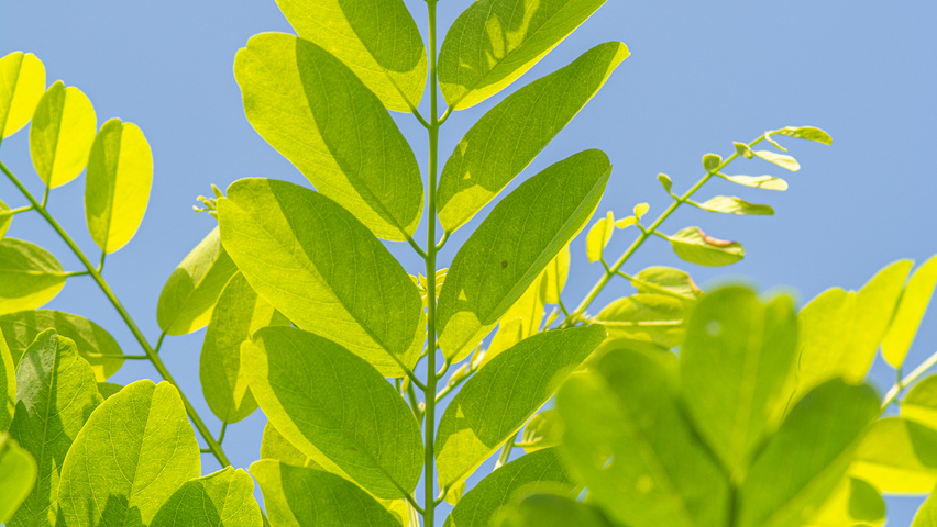 Robinia pseudoacacia 'Bessoniana' leaves