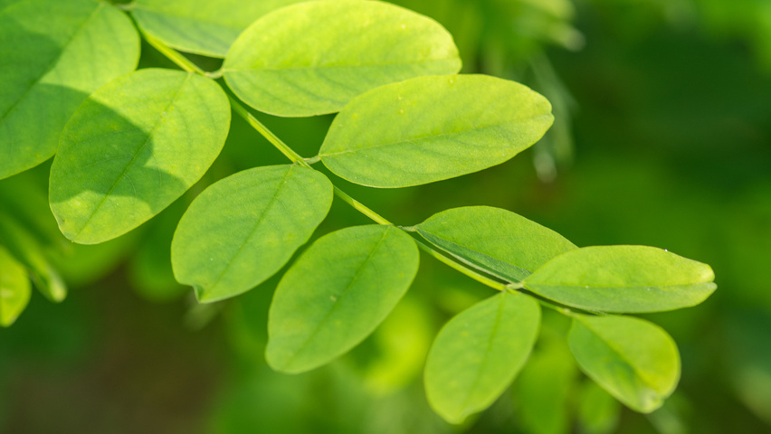 Robinia pseudoacacia 'Bessoniana' leaves
