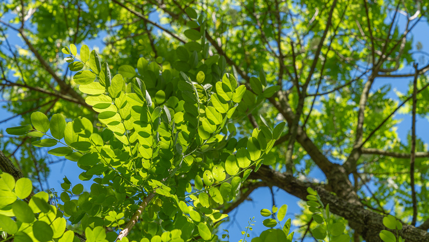 Robinia pseudoacacia 'Bessoniana' leaves
