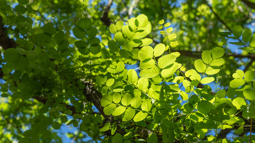Robinia pseudoacacia 'Bessoniana' leaves