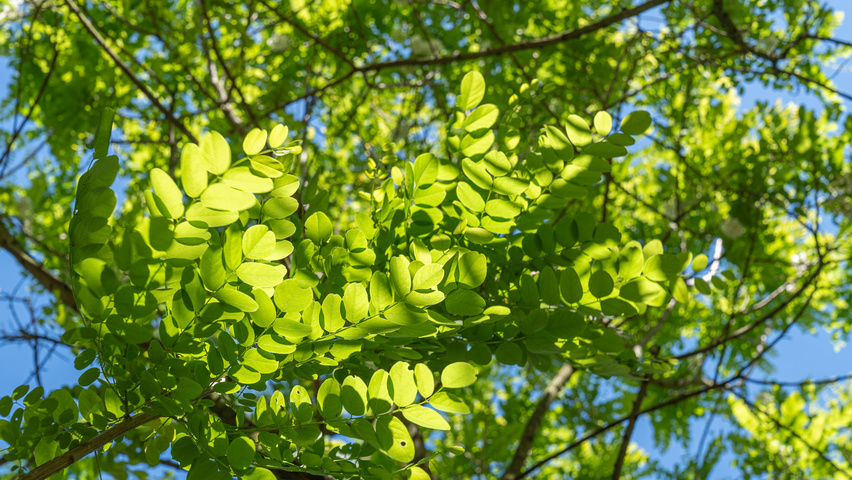 Robinia pseudoacacia 'Bessoniana' leaves
