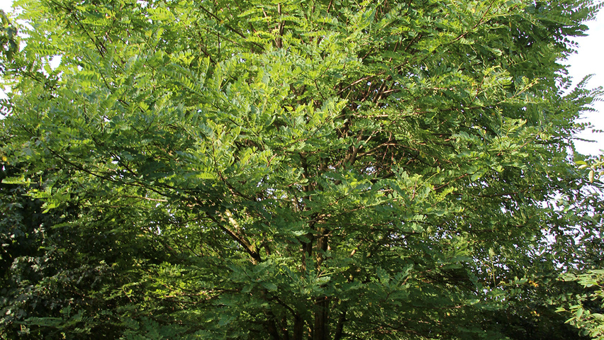 Robinia pseudoacacia 'Bessoniana' meerstammig