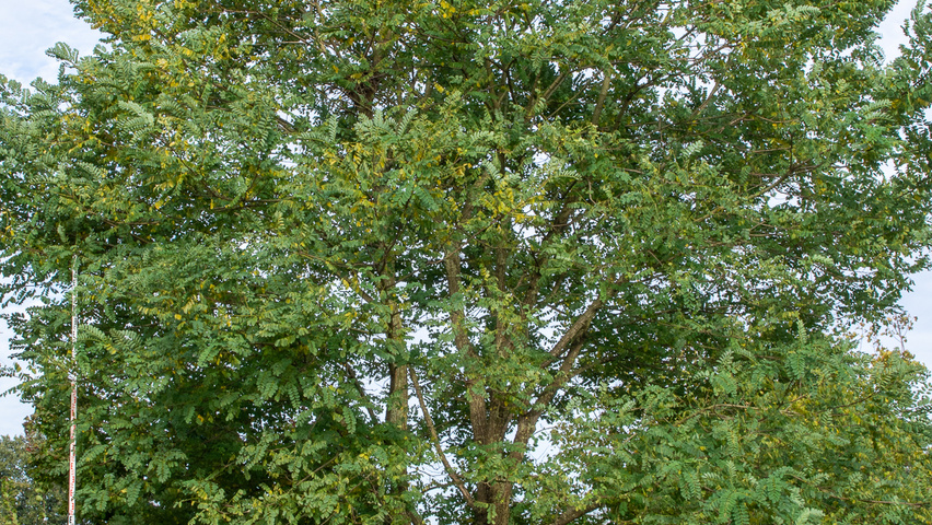 Robinia pseudoacacia 'Bessoniana' multi-stem