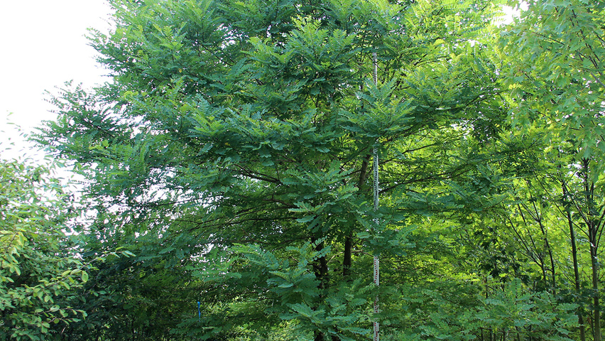 Robinia pseudoacacia 'Bessoniana' meerstammig