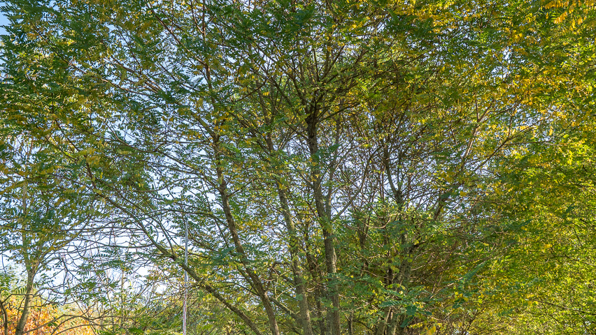 Robinia pseudoacacia 'Bessoniana' multi-stem