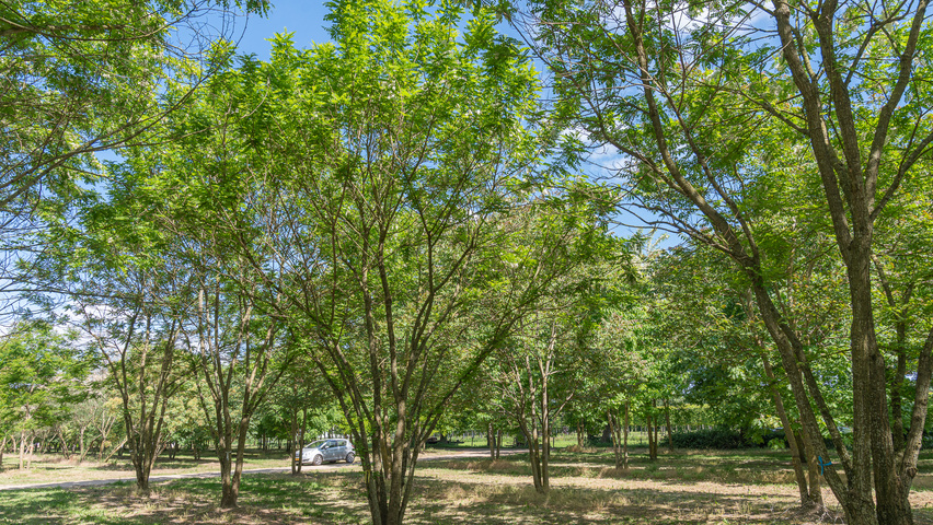 Robinia pseudoacacia 'Bessoniana' multi-stem