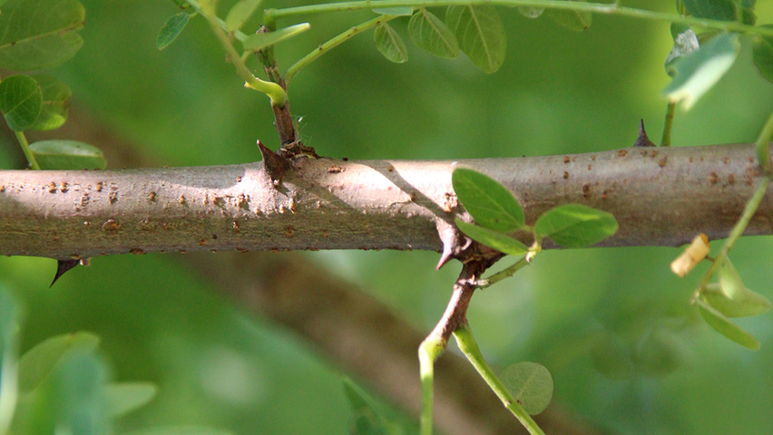 Robinia pseudoacacia 'Bessoniana' twijgen