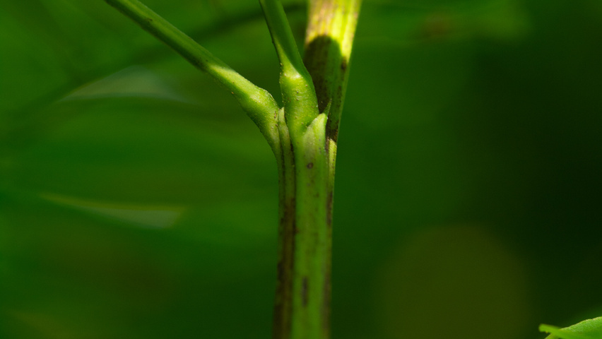 Robinia pseudoacacia 'Bessoniana' twigs
