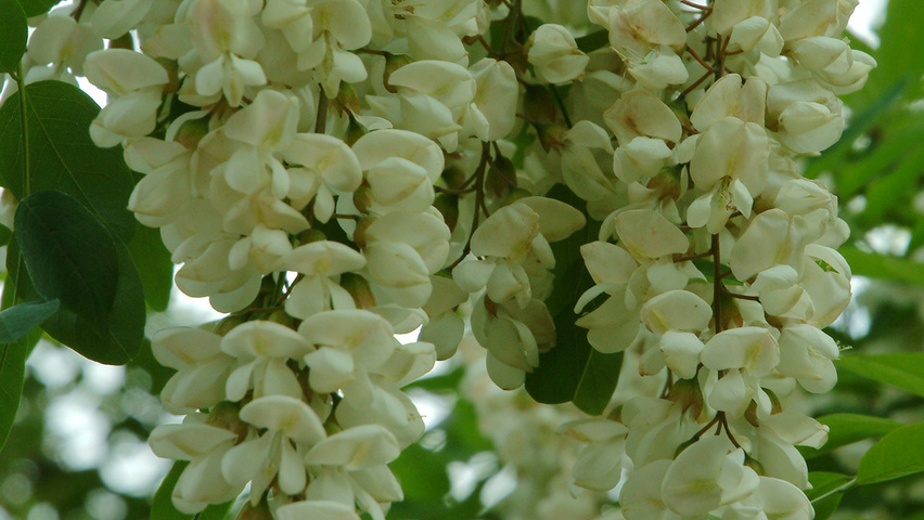Robinia pseudoacacia kwiaty