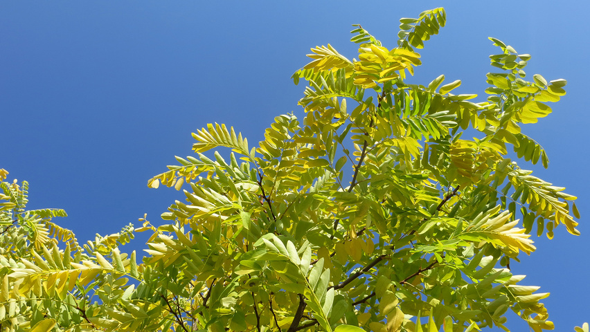 Robinia pseudoacacia 'Frisia' herfstblad