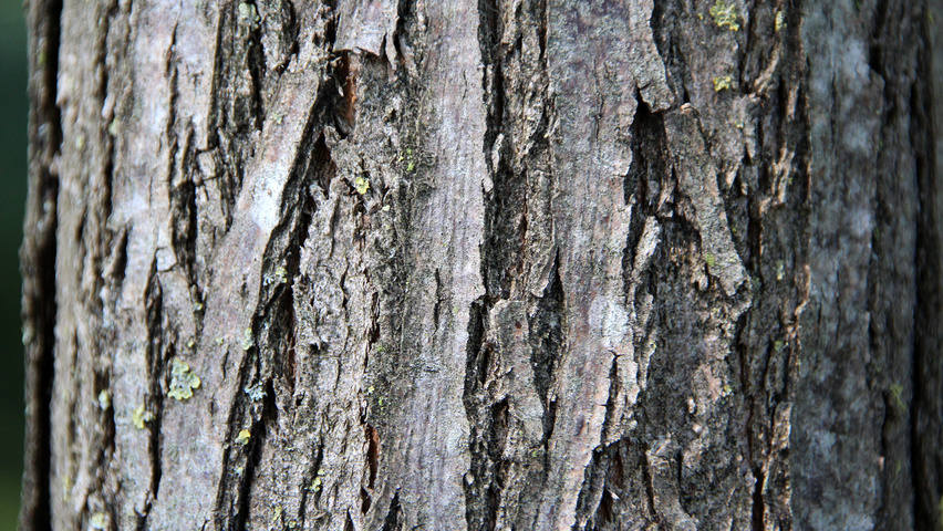 Robinia pseudoacacia 'Frisia' bast