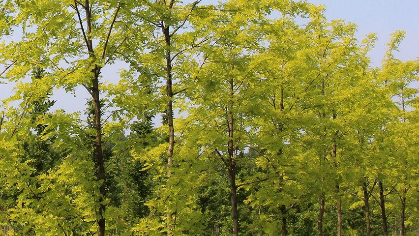 Robinia pseudoacacia 'Frisia' beveerd