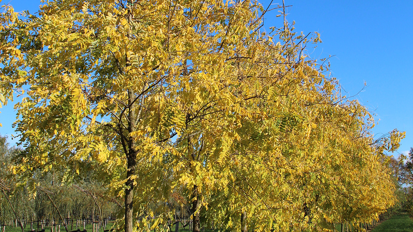 Robinia pseudoacacia 'Frisia' hoogstam