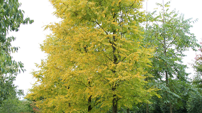 Robinia pseudoacacia 'Frisia' hoogstam