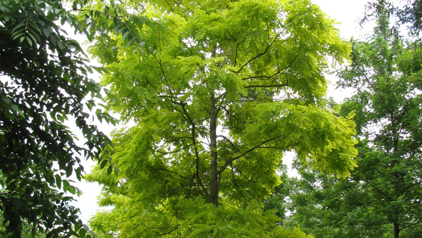 Robinia pseudoacacia 'Frisia' hoogstam