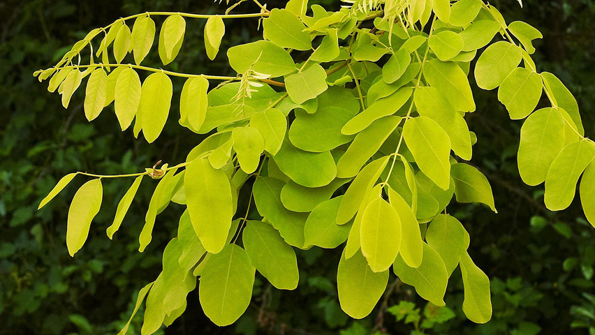 Robinia pseudoacacia 'Frisia' blad