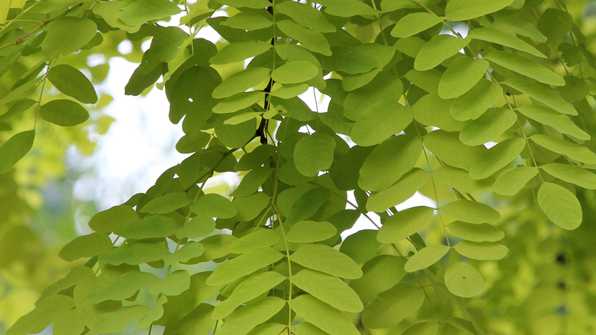 Robinia pseudoacacia 'Frisia' blad