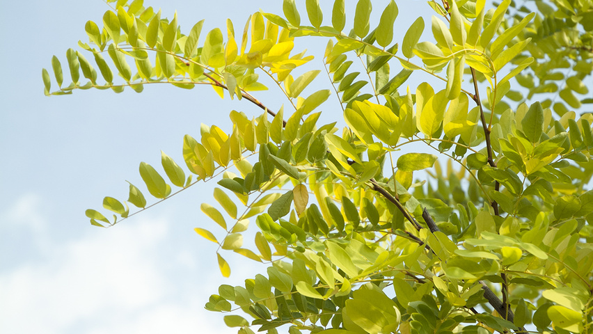 Robinia pseudoacacia 'Frisia' blad