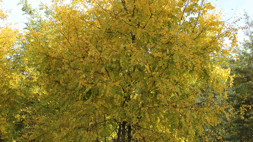 Robinia pseudoacacia 'Frisia' meerstammig