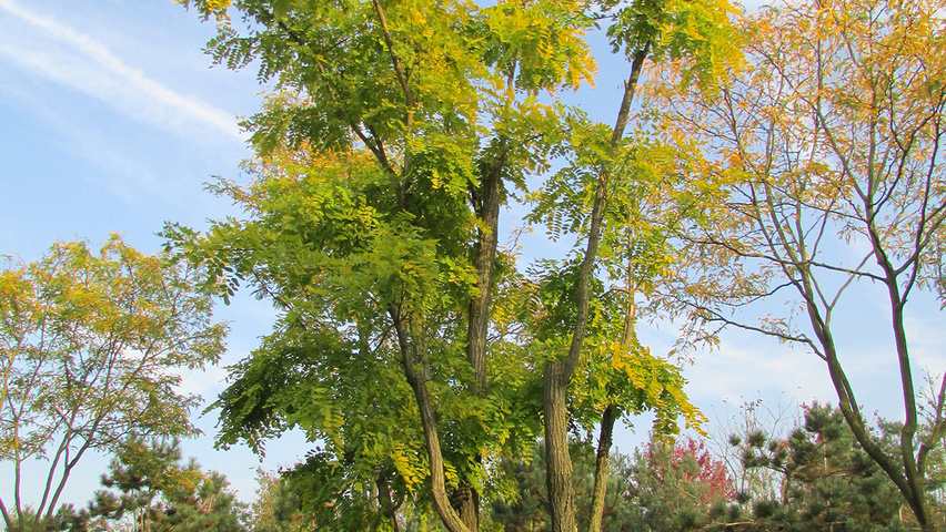 Robinia pseudoacacia 'Frisia' meerstammig