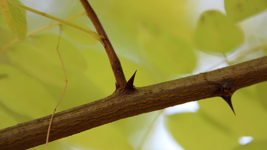 Robinia pseudoacacia 'Frisia' twijgen