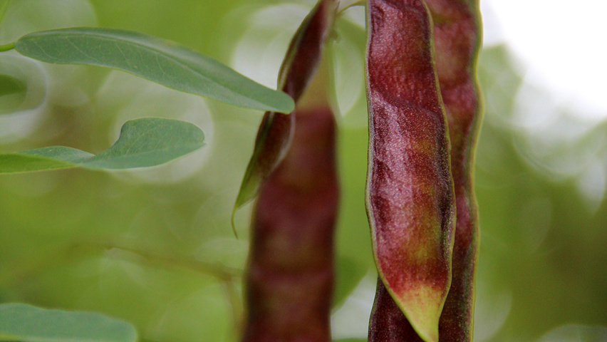 Robinia pseudoacacia owoce