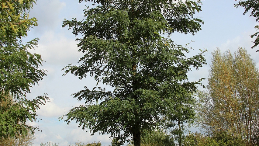 Robinia pseudoacacia pienne