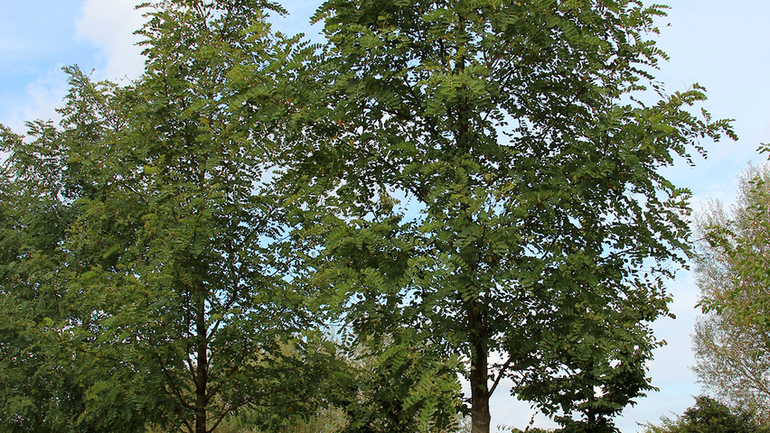 Robinia pseudoacacia pienne