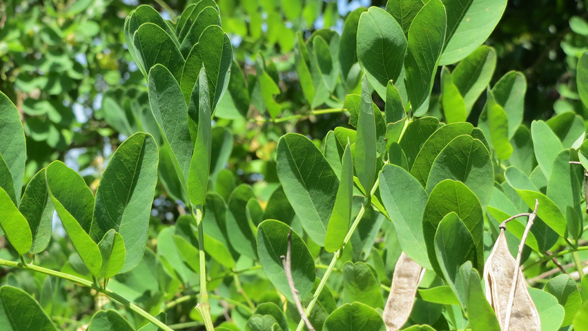 Robinia pseudoacacia liście