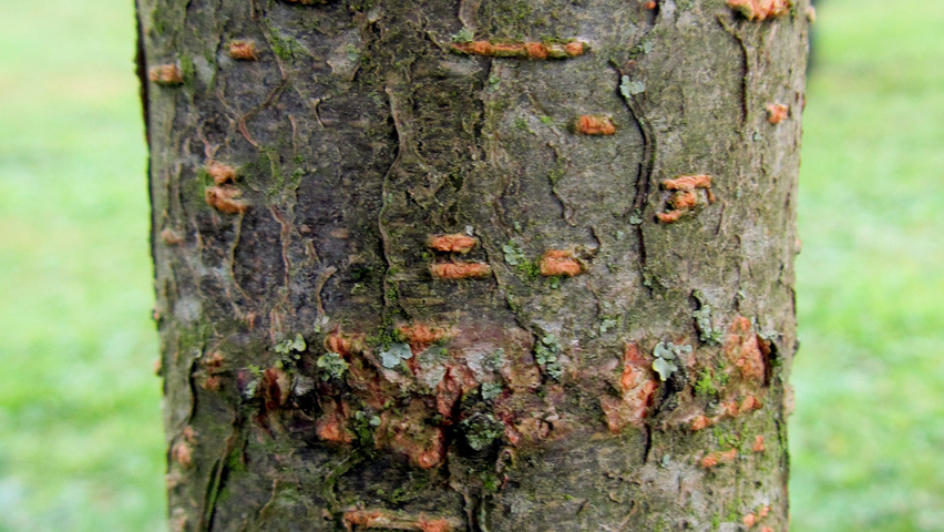 Robinia pseudoacacia 'Lombarts' bast