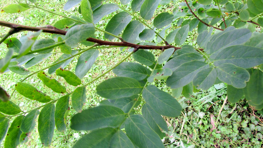 Robinia pseudoacacia 'Lombarts' blad