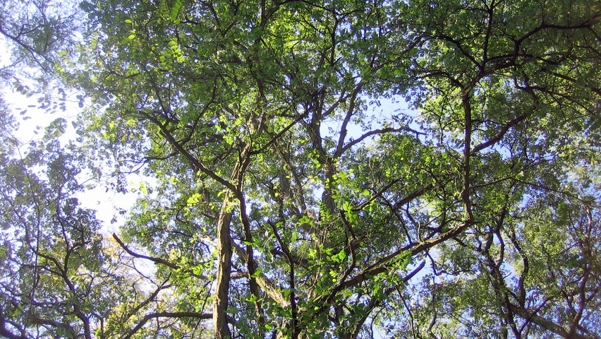 Robinia pseudoacacia 'Lombarts' blad
