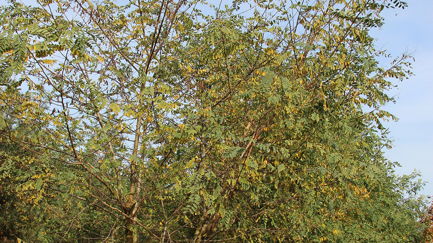 Robinia pseudoacacia wielopniowy