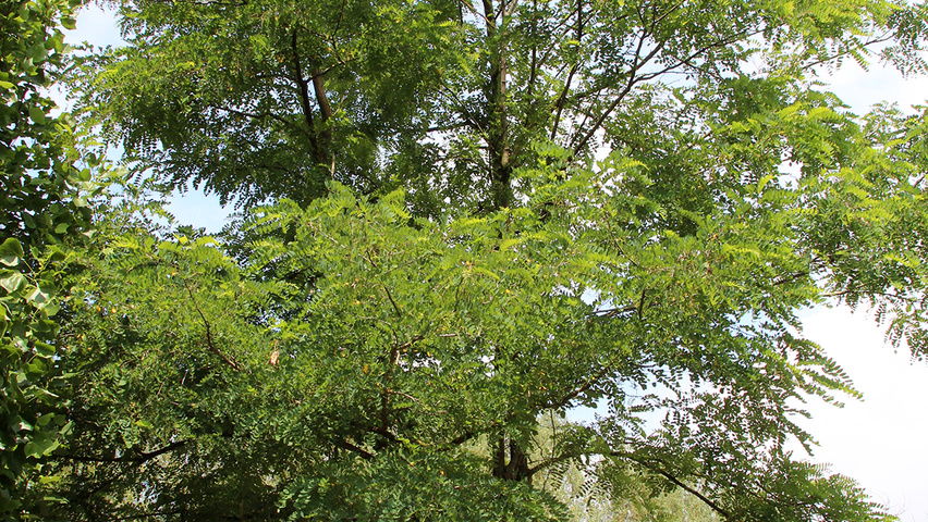 Robinia pseudoacacia wielopniowy