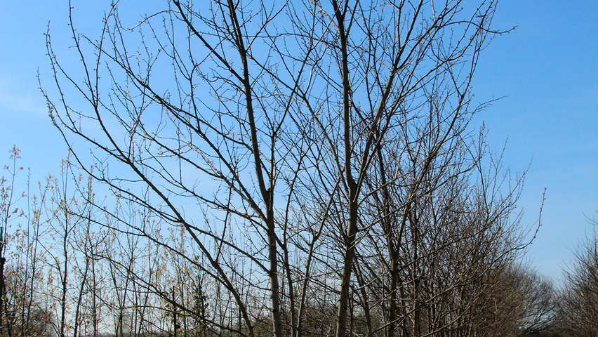 Robinia pseudoacacia wielopniowy