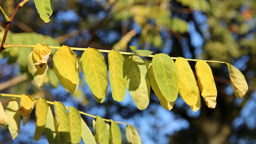 Robinia pseudoacacia 'Nyirségí' herfstblad
