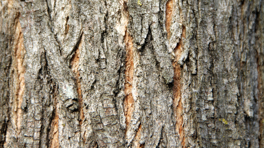 Robinia pseudoacacia 'Nyirségí' bast