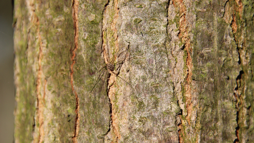 Robinia pseudoacacia 'Nyirségí' bast