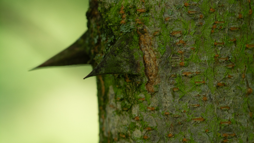 Robinia pseudoacacia 'Nyirségí' bast