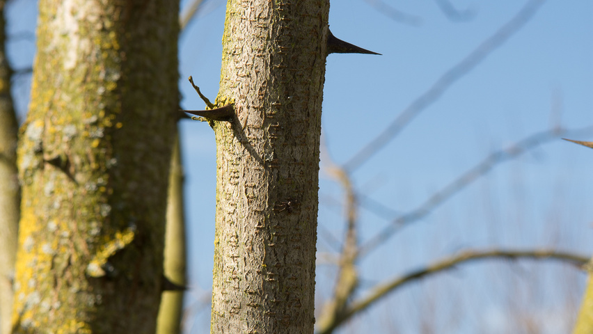 Robinia pseudoacacia 'Nyirségí' bast