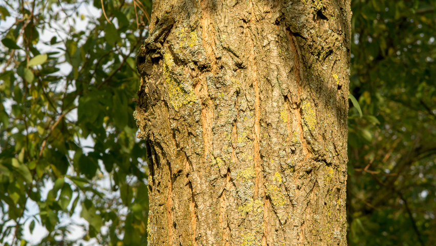 Robinia pseudoacacia 'Nyirségí' bast