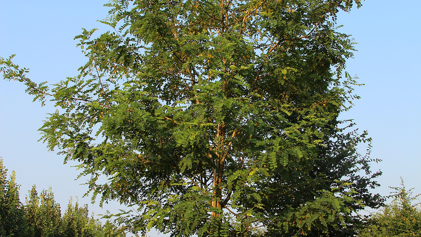 Robinia pseudoacacia 'Nyirségí' hoogstam