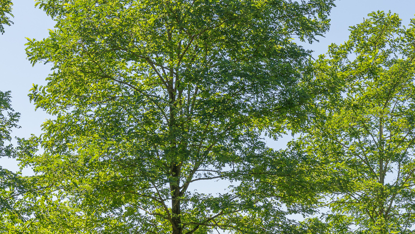 Robinia pseudoacacia 'Nyirségí' hoogstam