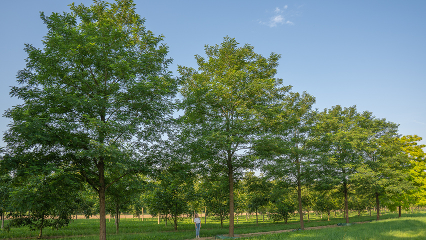 Robinia pseudoacacia 'Nyirségí' hoogstam