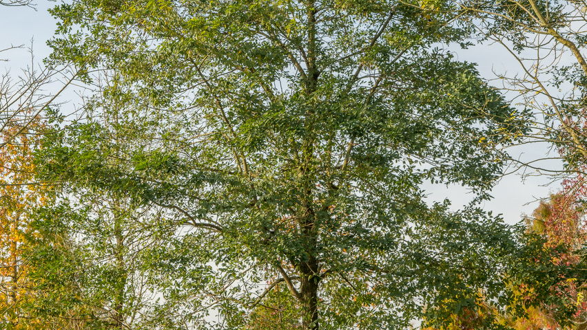 Robinia pseudoacacia 'Nyirségí' hoogstam