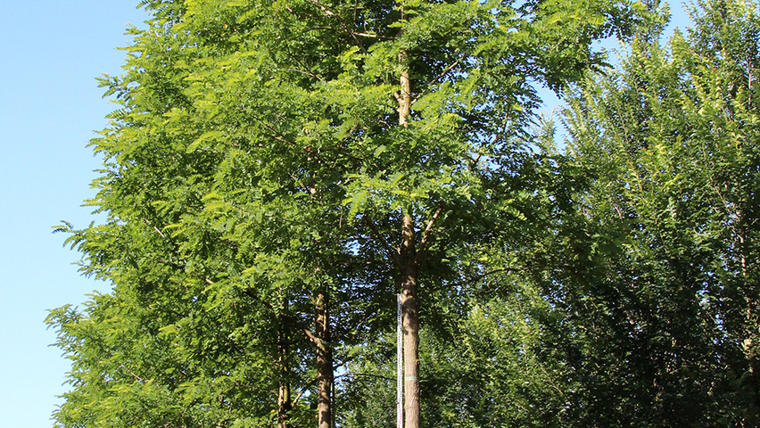 Robinia pseudoacacia 'Nyirségí' hoogstam