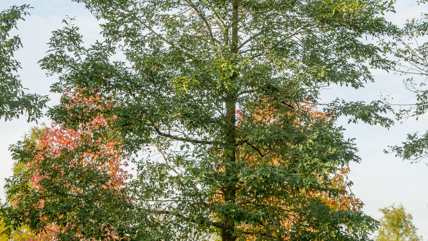 Robinia pseudoacacia 'Nyirségí' hoogstam