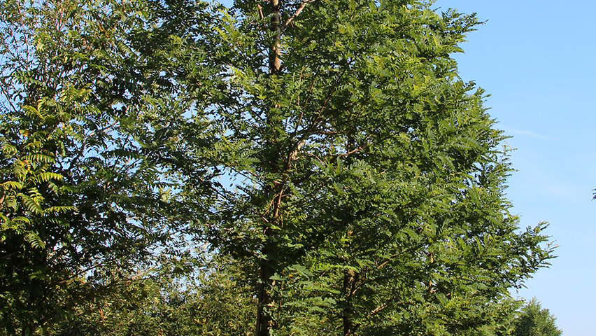 Robinia pseudoacacia 'Nyirségí' hoogstam