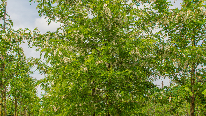 Robinia pseudoacacia 'Nyirségí' hoogstam