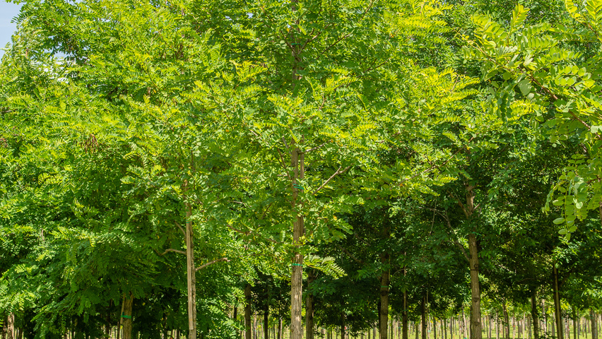 Robinia pseudoacacia 'Nyirségí' hoogstam